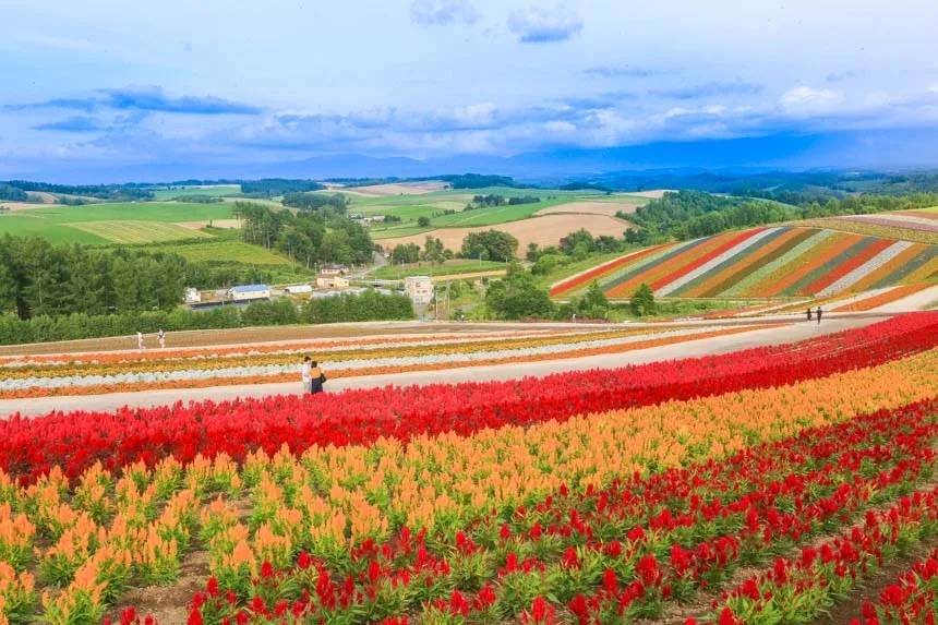 【北海道出發】日本「普羅旺斯」富良野迷人花田、任食北海道蜜瓜、七彩拼圖美瑛四季彩之丘 一天遊