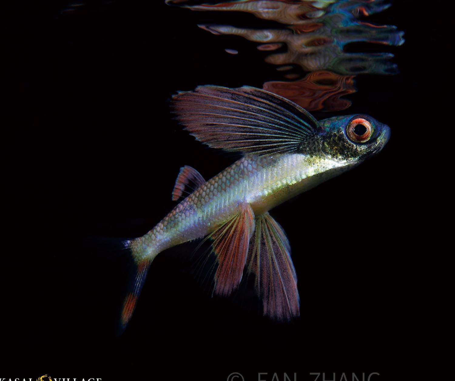 【Puerto Galera】波塞羅拉島 Atlantis Puerto Galera 菲律賓潛水自由行套票