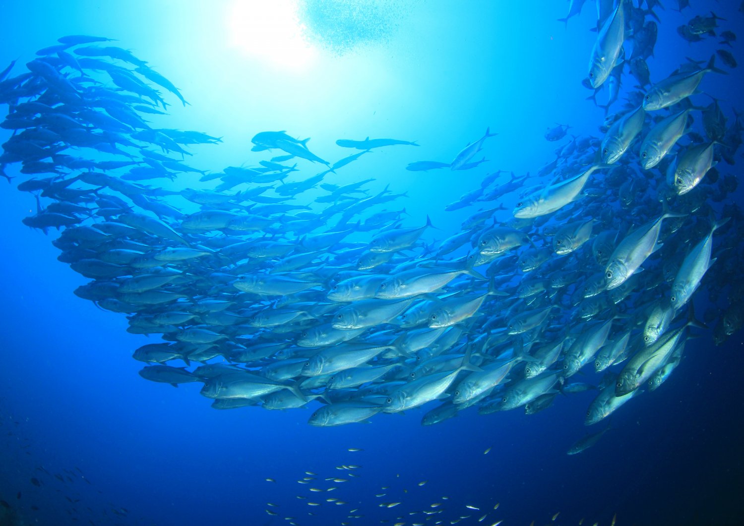 【Anilao】阿尼洛Buceo Anilao Beach & Dive Resort 5/4日潛水課程套票