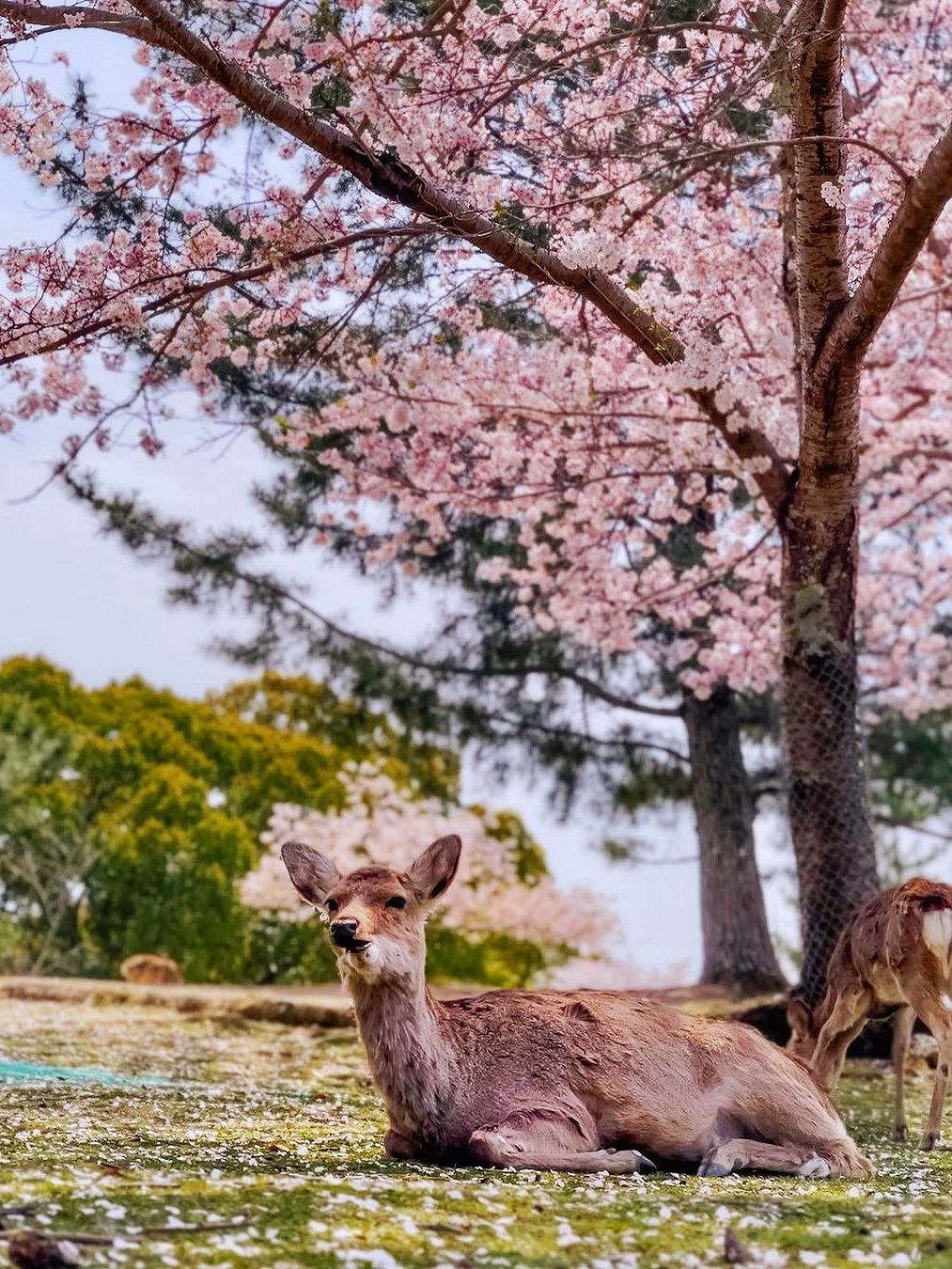 【Private Charter】Osaka 10-Hour Customized Cherry Blossom Viewing and Fruit Picking Tour to Kobe/Nara with Chinese-speaking Driver (7/10 Passenger Vehicle)