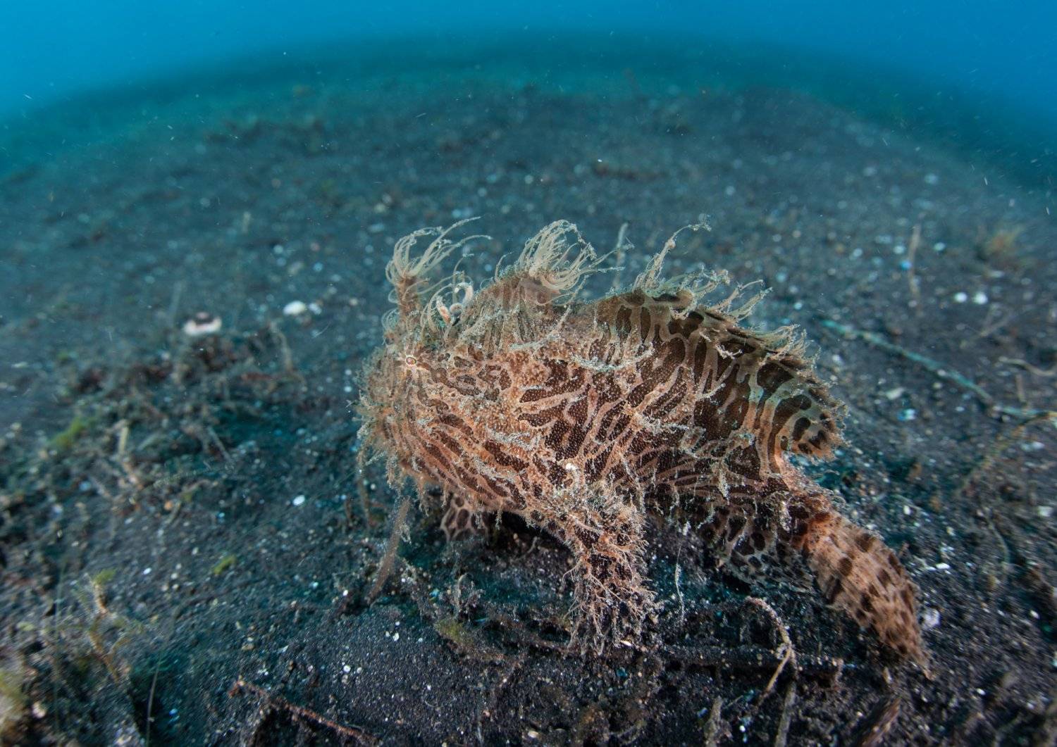 【Anilao】AniSiam Beach House Philippines Diving package