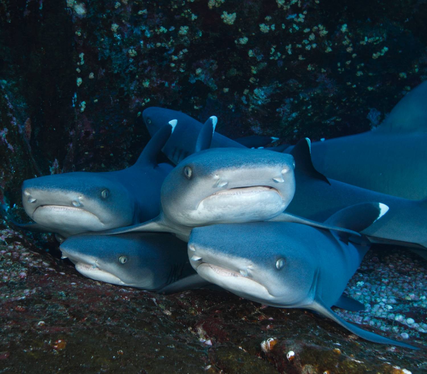 【Mexico】10 Days 9 Nights Mexico Socorro Islands  Liveaboard M/V Valentina