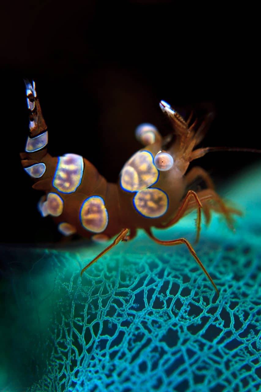 【Lembeh】藍碧島Eco Divers Lembeh 印尼潛水自由行套票