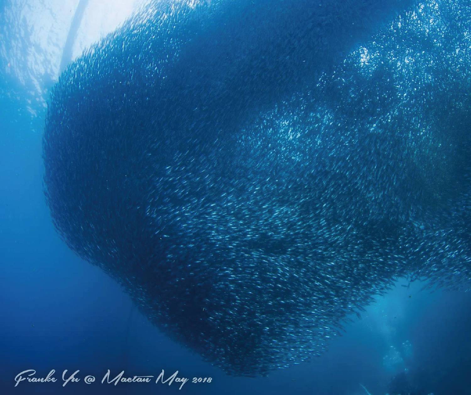 【菲律賓】宿霧開放水域潛水員課程(OW) -香港教練隨行