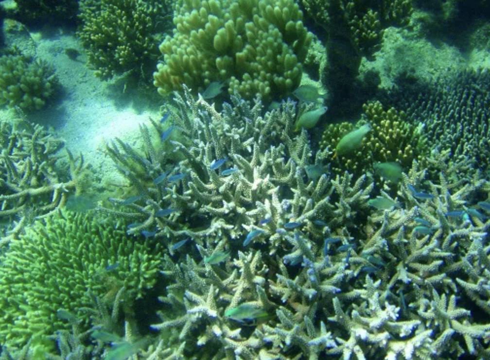 【Fuji】Matava Resort Diving package