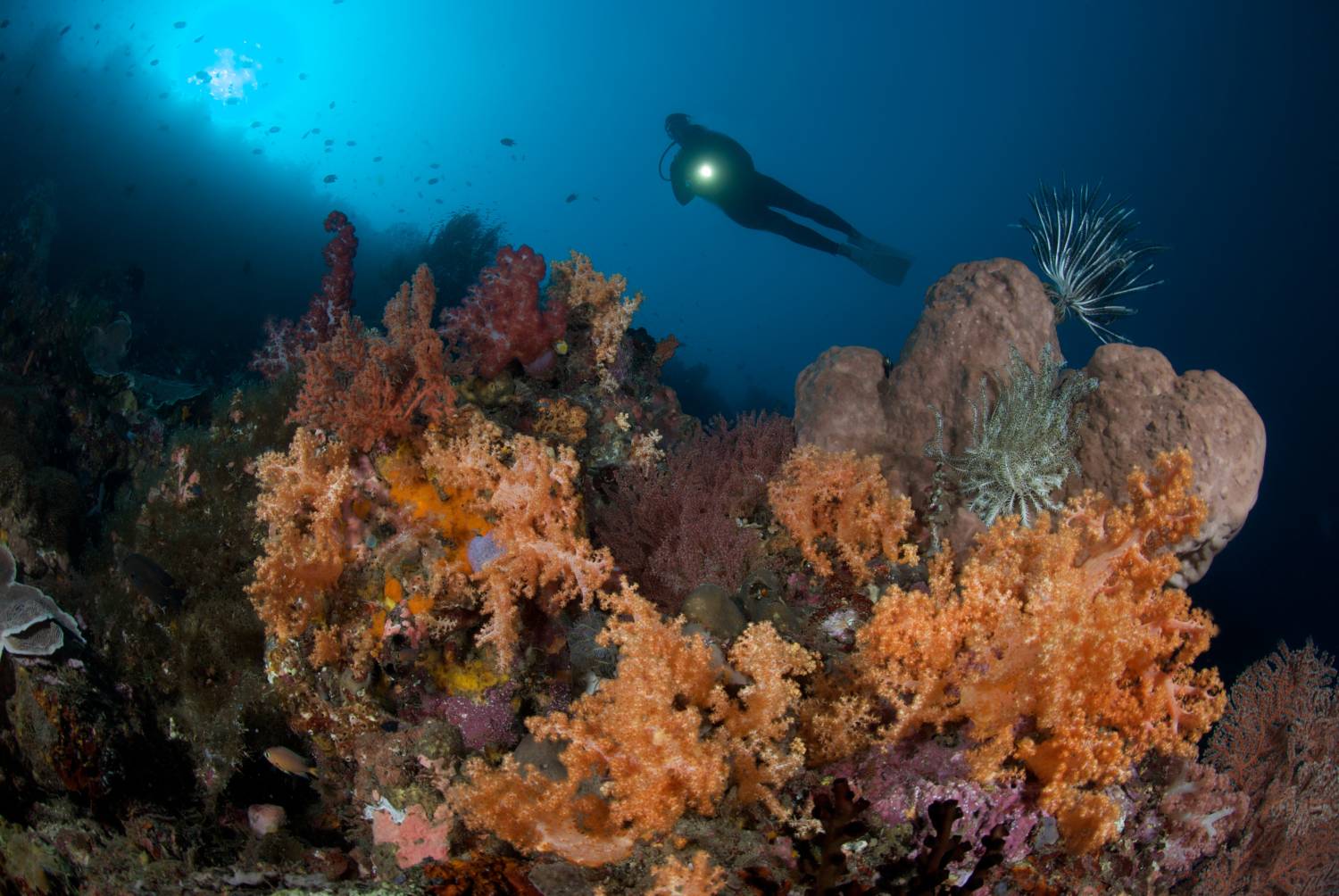 【Indonesia】 Murex Bangka Dive Resort diving package