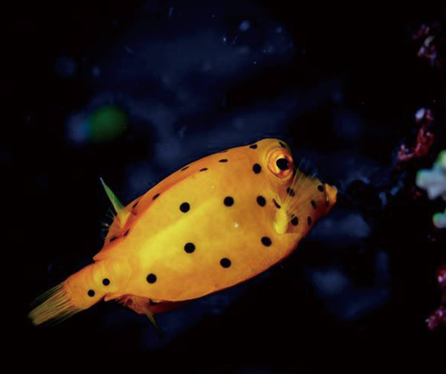 【Dumaguete】Azure Dive Resort Philippines Diving package