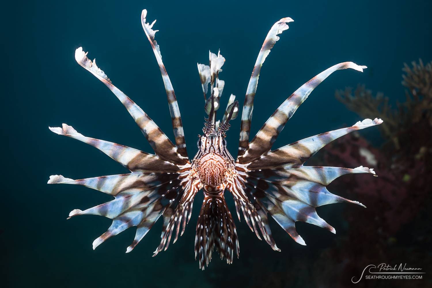 【Lembeh】藍碧島Eco Divers Lembeh 印尼潛水自由行套票