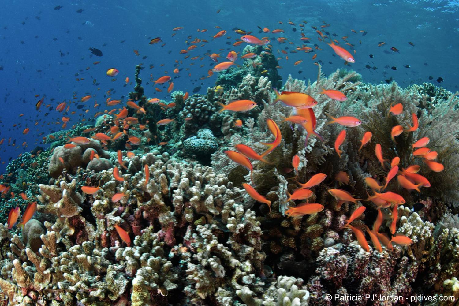 【Indonesia】 Murex Bangka Dive Resort diving package