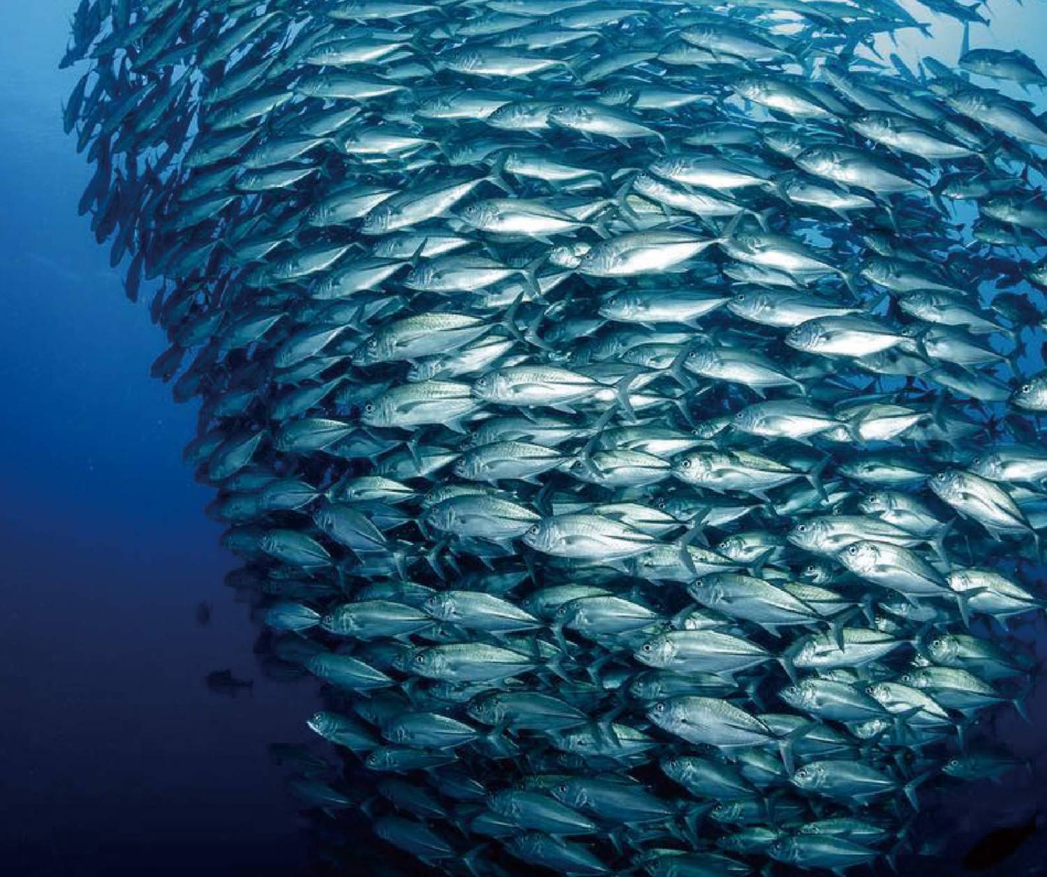 【Dumaguete】Azure Dive Resort Philippines Diving package