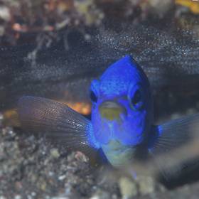 【Izu】Nature Inn Osekan Japan Diving Package