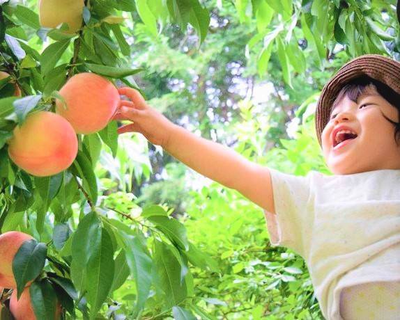 【大阪出發】和歌山採摘桃、親親貓車長、黑潮市場一天遊