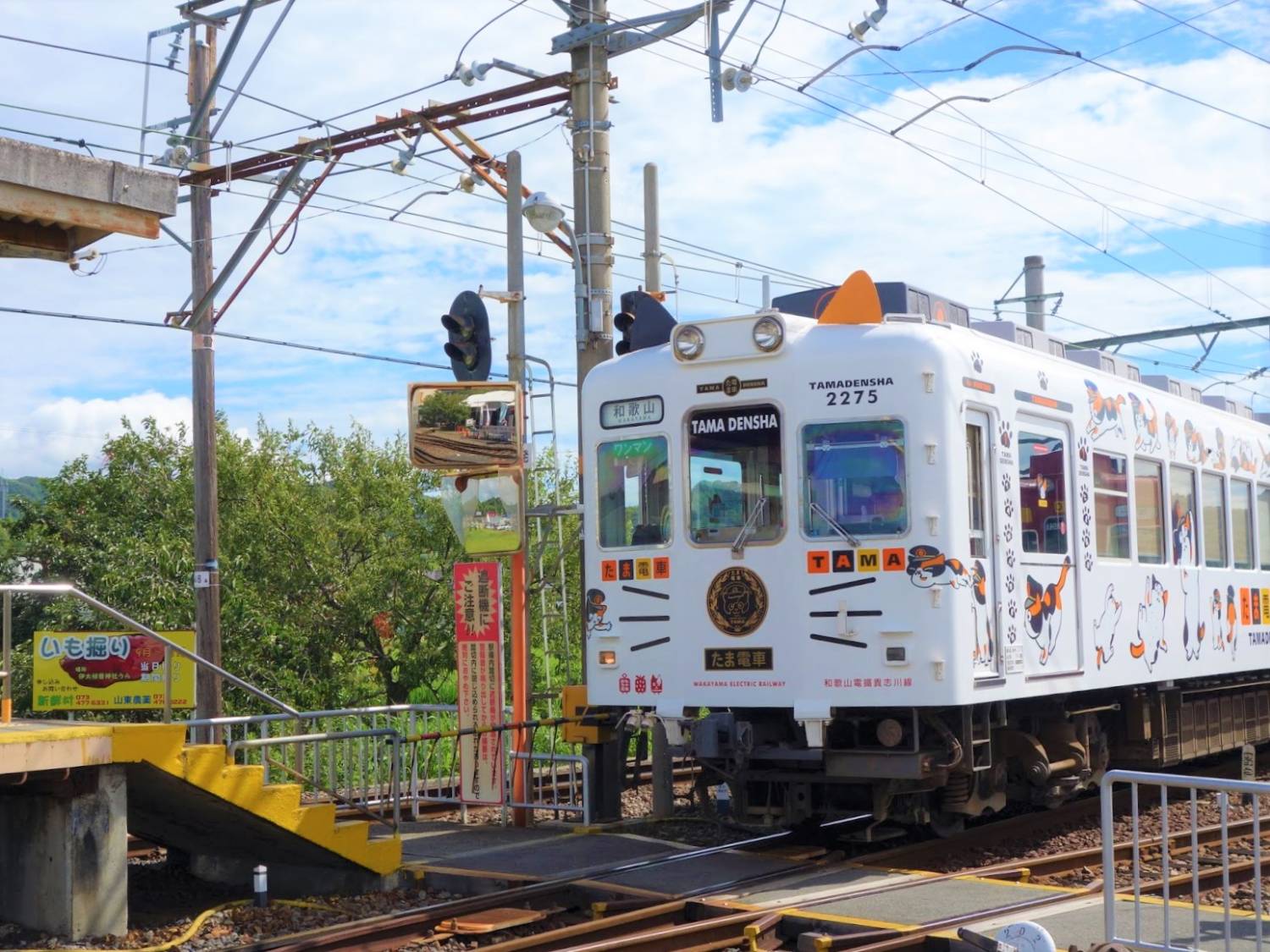 【大阪出發】和歌山採摘桃、親親貓車長、黑潮市場一天遊