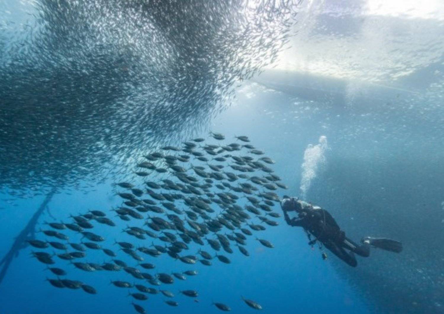*最後兩位*【Moalboal】2024年11月28日12月2日 5日4夜 菲律賓墨寶潛水團 *隨團教練Nim*