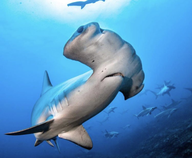 【神子元島】與鎚頭鯊共游潛水5日4夜旅遊潛水團