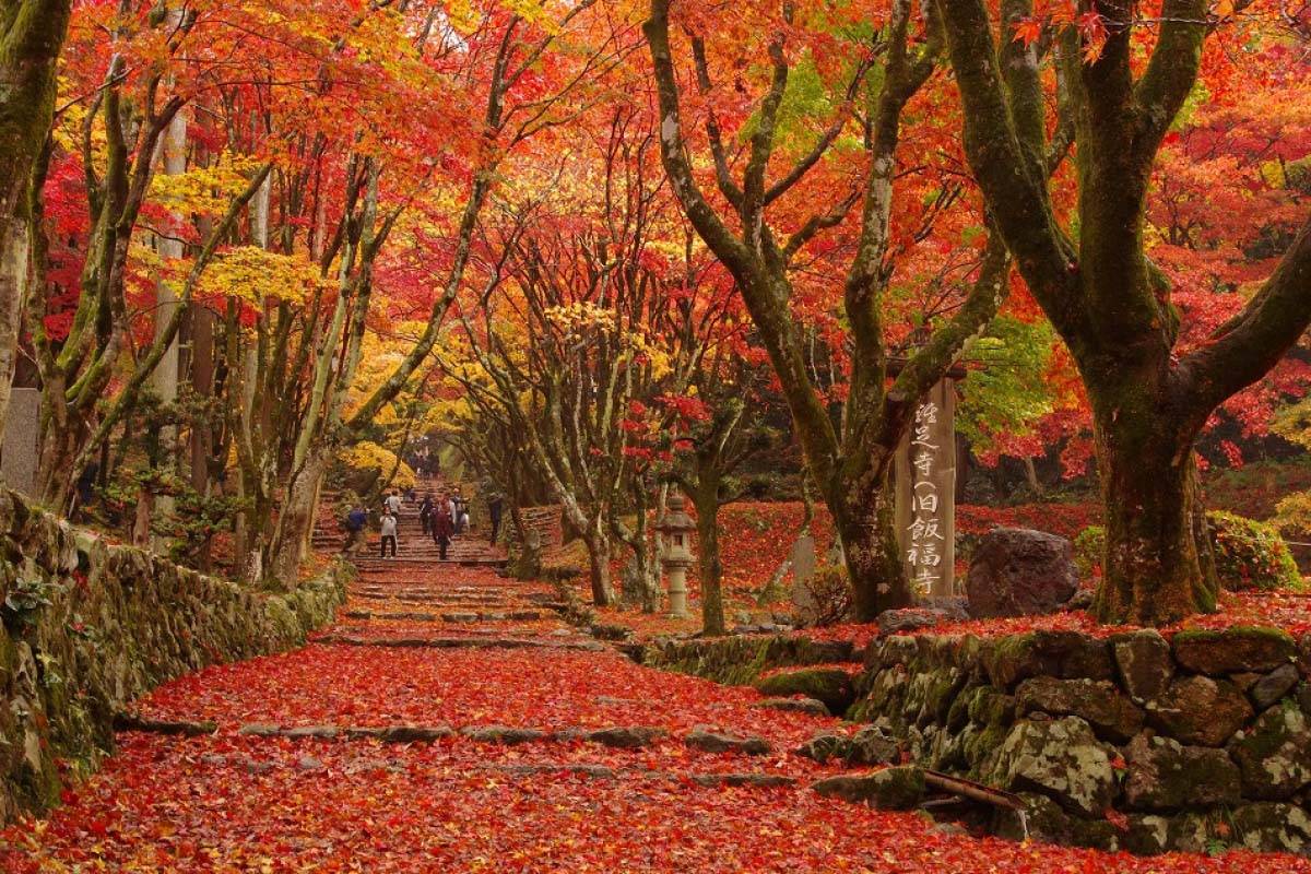 【秋日絕美紅葉旅行團】 白川鄉金澤、加賀溫泉 京都大板秋日深度7天遊