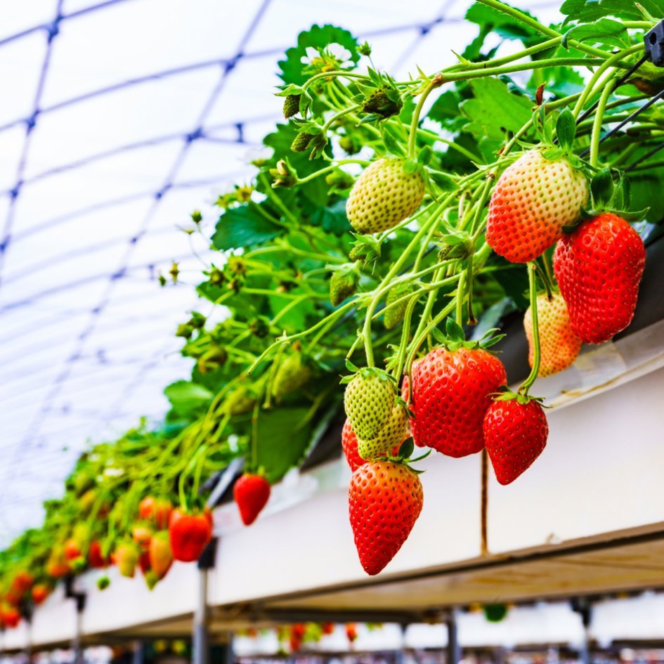 【莓香四溢】大阪Inaoka 水果園30分鐘草莓吃到飽體驗