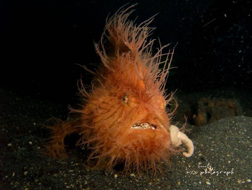【Lembeh】Cocotinos Lembeh Resorts Indonesia diving package