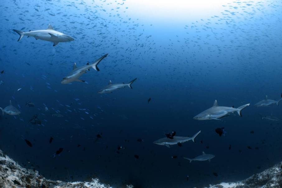 *FULL*【Maldives】8 Days 7 Nights(February14-21, 2025) Maldives - Liveaboard Tour ( travel with instructor David )