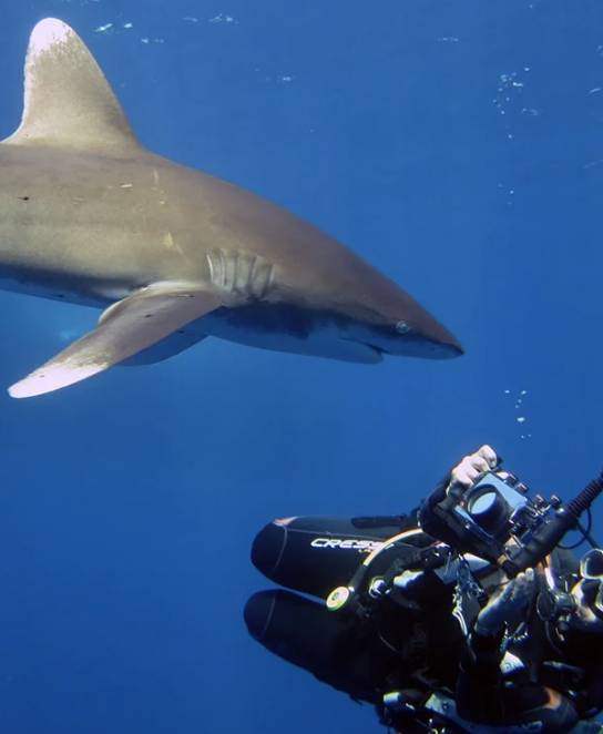 【Egypt】Master Liveaboard-Blue Horizon