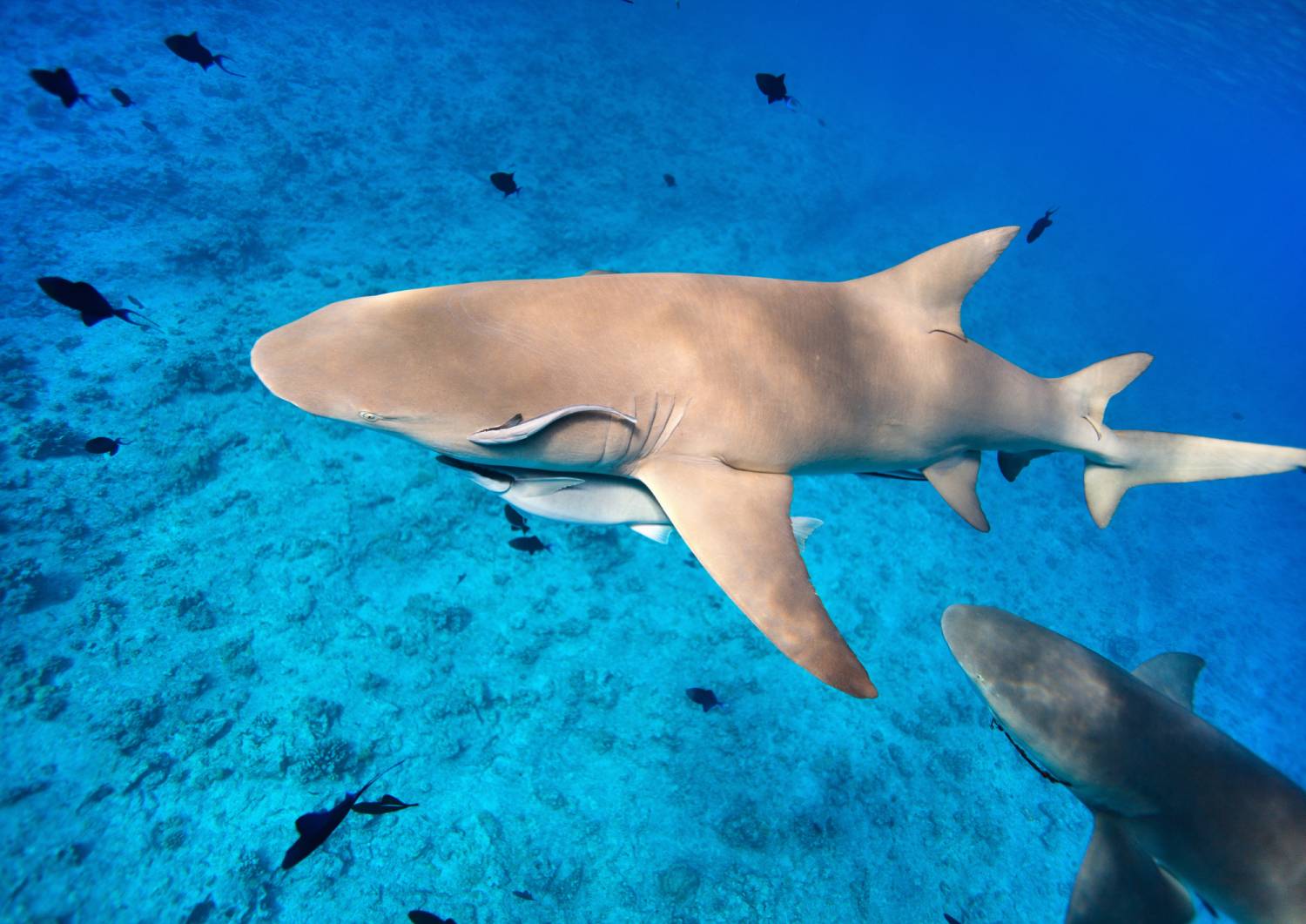 【Fuji】Matava Resort Diving package