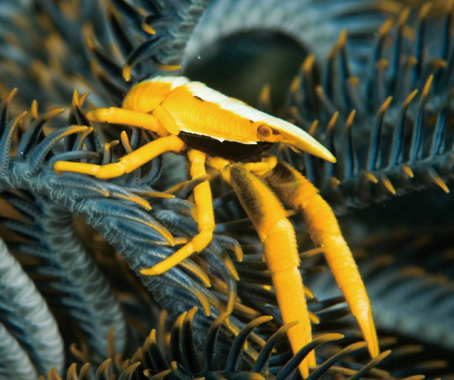 【Puerto Galera】波塞羅拉島 Atlantis Puerto Galera 菲律賓潛水自由行套票