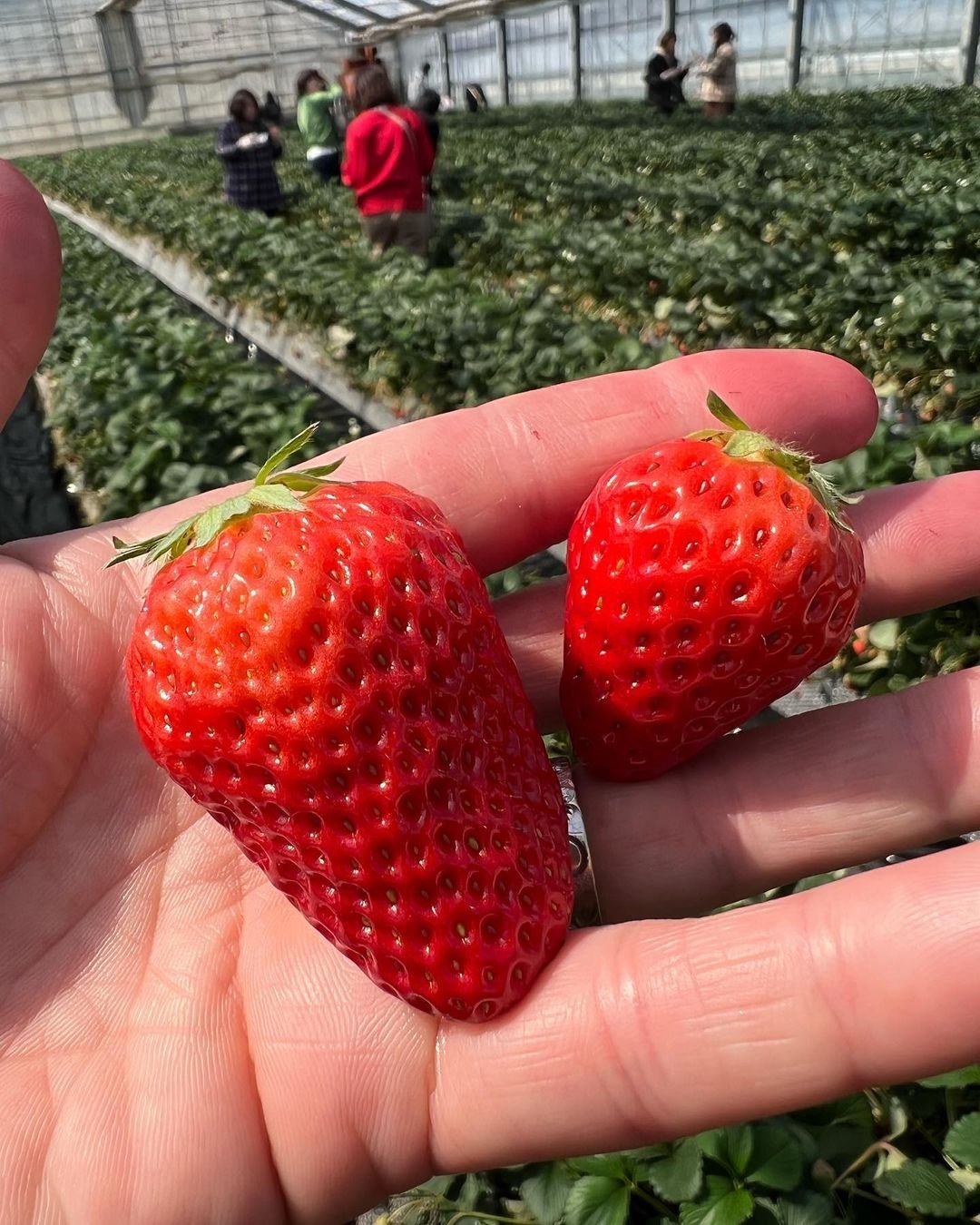 【春日賞櫻】東京郊區三浦賞櫻、士多啤梨任食、吞拿魚市場包車一日遊