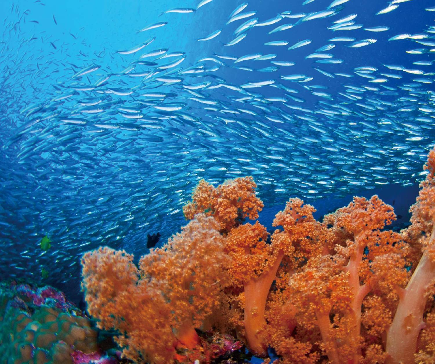 【Moalboal】Kasai Village Dive Resort 4 days 3 nights Philippine Diving package