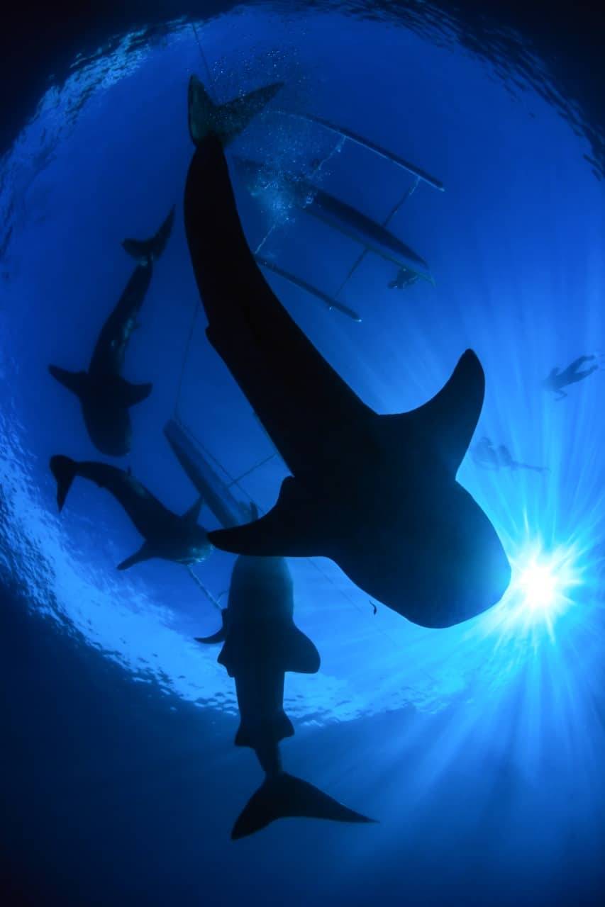 【Lembeh】藍碧島Eco Divers Lembeh 印尼潛水自由行套票