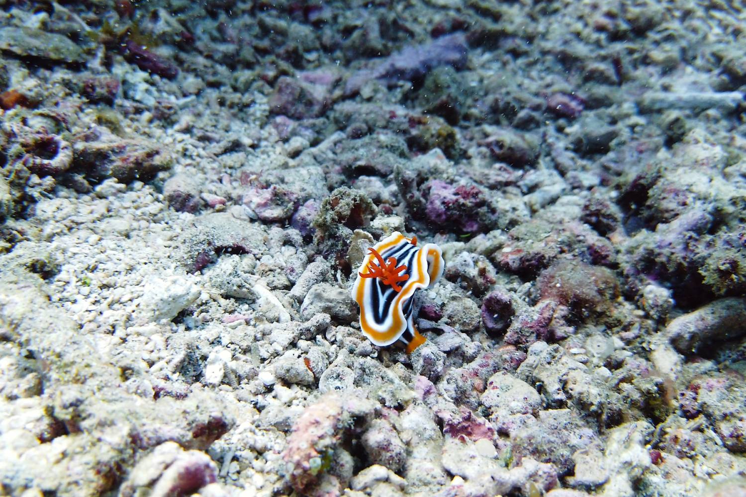 【Anilao】AniSiam Beach House Philippines Diving package