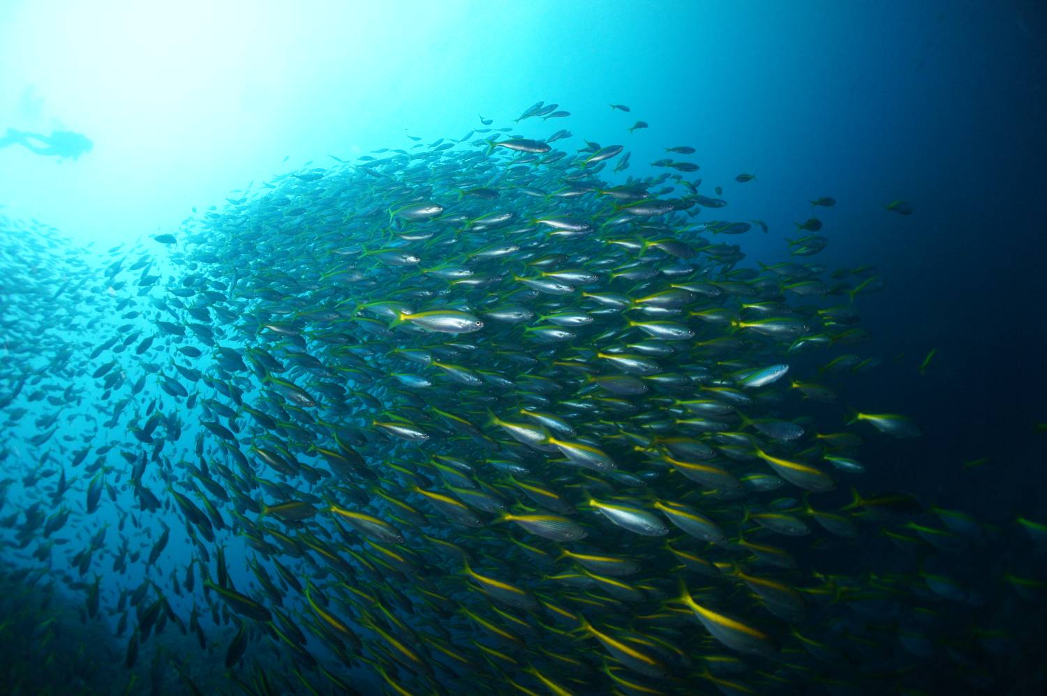 【伊豆】雲見 / 神子元島 與鎚頭鯊共游4日3夜日本潛水自由行套票