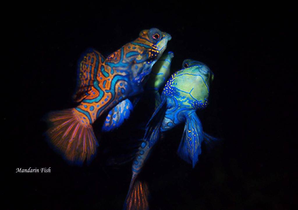 【Lembeh】Cocotinos Lembeh Resorts Indonesia diving package