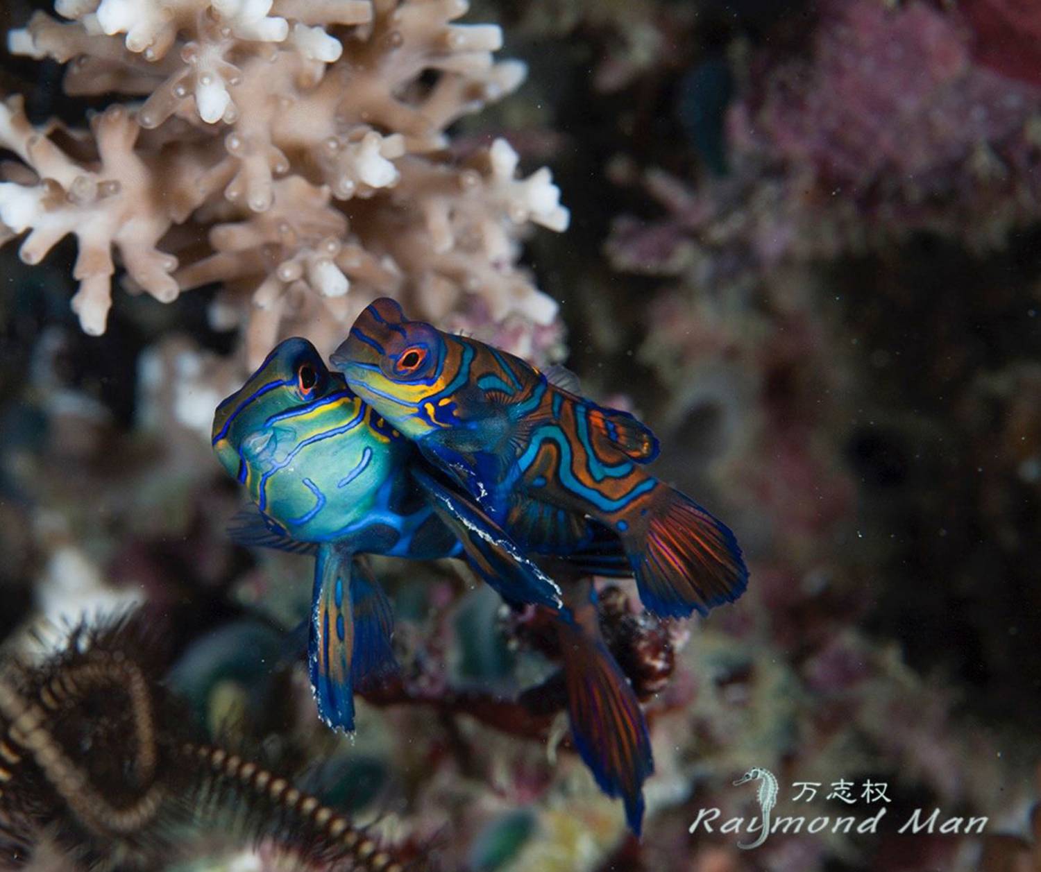 【Indonesia】Bastianos Lembeh Dive Resort 6 days 5 nights diving package
