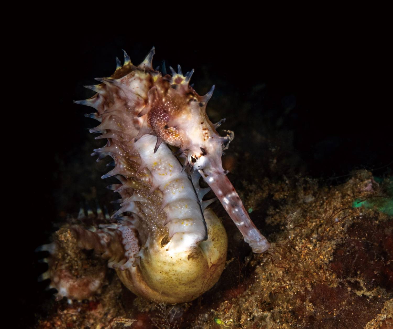 【Anilao】Solitude Acacia Resort Philippines Diving package