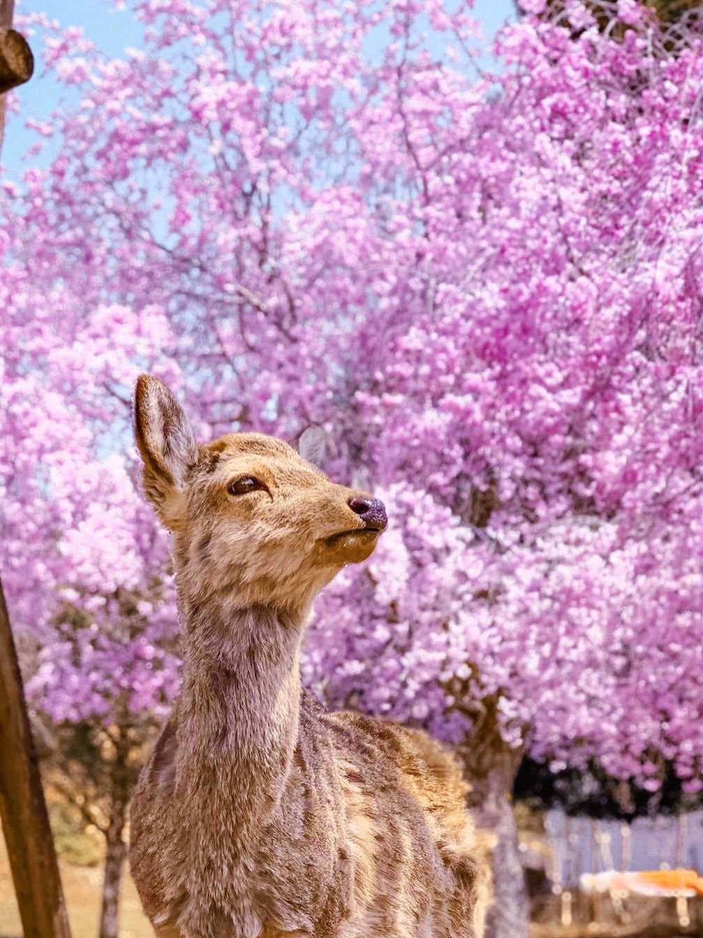 【Private Charter】Osaka 10-Hour Customized Cherry Blossom Viewing and Fruit Picking Tour to Kobe/Nara with Chinese-speaking Driver (7/10 Passenger Vehicle)