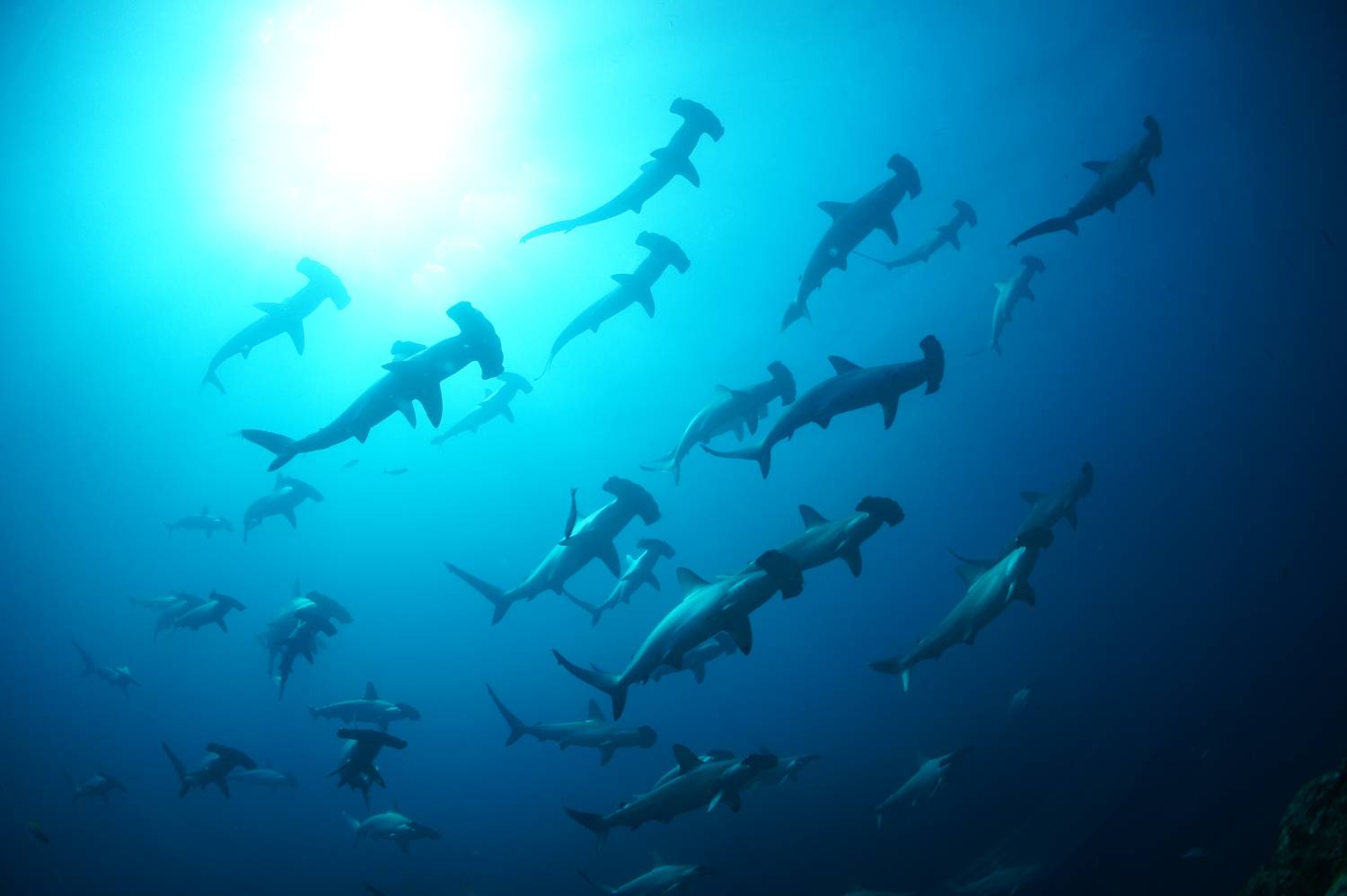 【伊豆】雲見 / 神子元島 與鎚頭鯊共游4日3夜日本潛水自由行套票