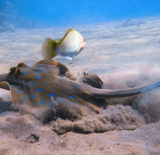 【Egypt】Master Liveaboard-Blue Horizon