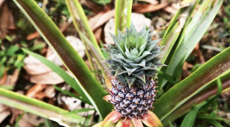 【Fuji】Matava Resort Diving package