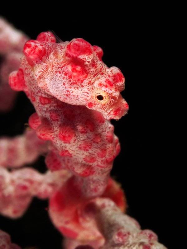 【Anilao】阿尼洛Buceo Anliao Beach & Dive5日4夜潛水套票