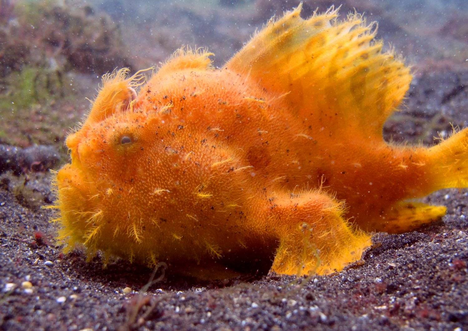 【Anilao】AniSiam Beach House Philippines Diving package