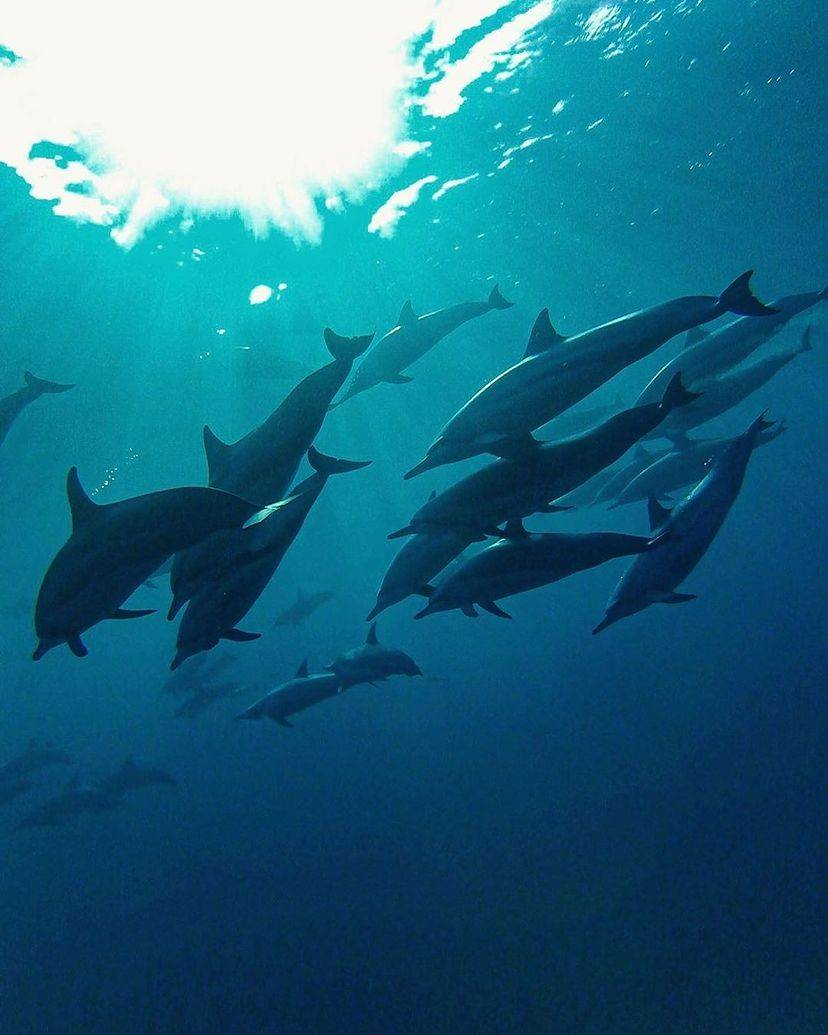 【東京小笠原群島】東方厄瓜多爾7日6夜潛水旅行團
