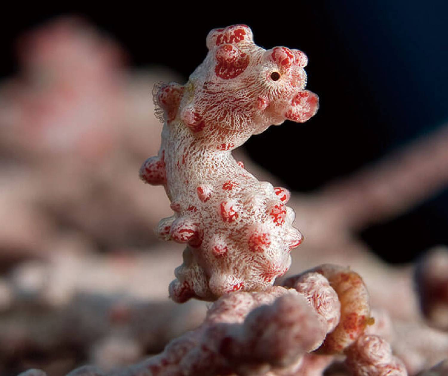 【Dumaguete】Atlantis Dumaguete Dive Resort Philippines Diving package