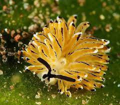 【Bali】8 days 7 Nights Diving Tour with Instructor David (27th SEP to 4th OCT)