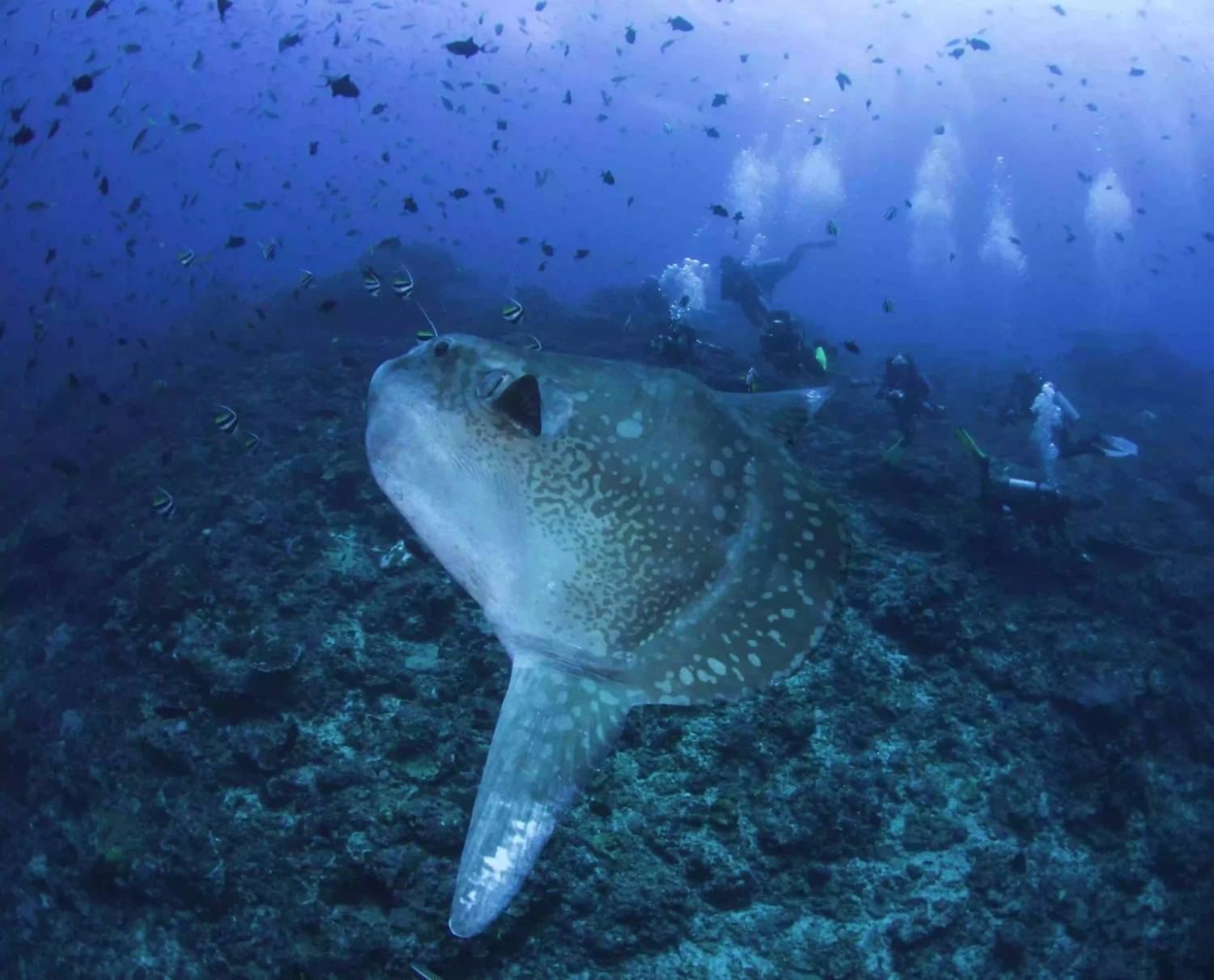 【Bali】8 days 7 Nights Diving Tour with Instructor David (27th SEP to 4th OCT)
