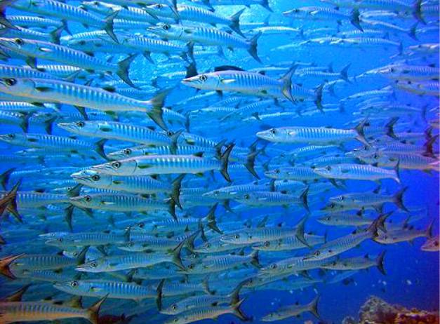 【帛琉澳門直航】- 新年2024年1月2至7日-6日5夜 帛琉機票自由行套票