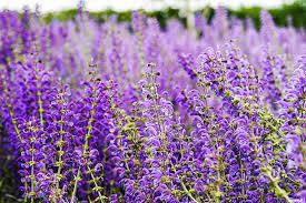 【北海道出發】日本「普羅旺斯」富良野迷人花田、任食北海道蜜瓜、七彩拼圖美瑛四季彩之丘 一天遊