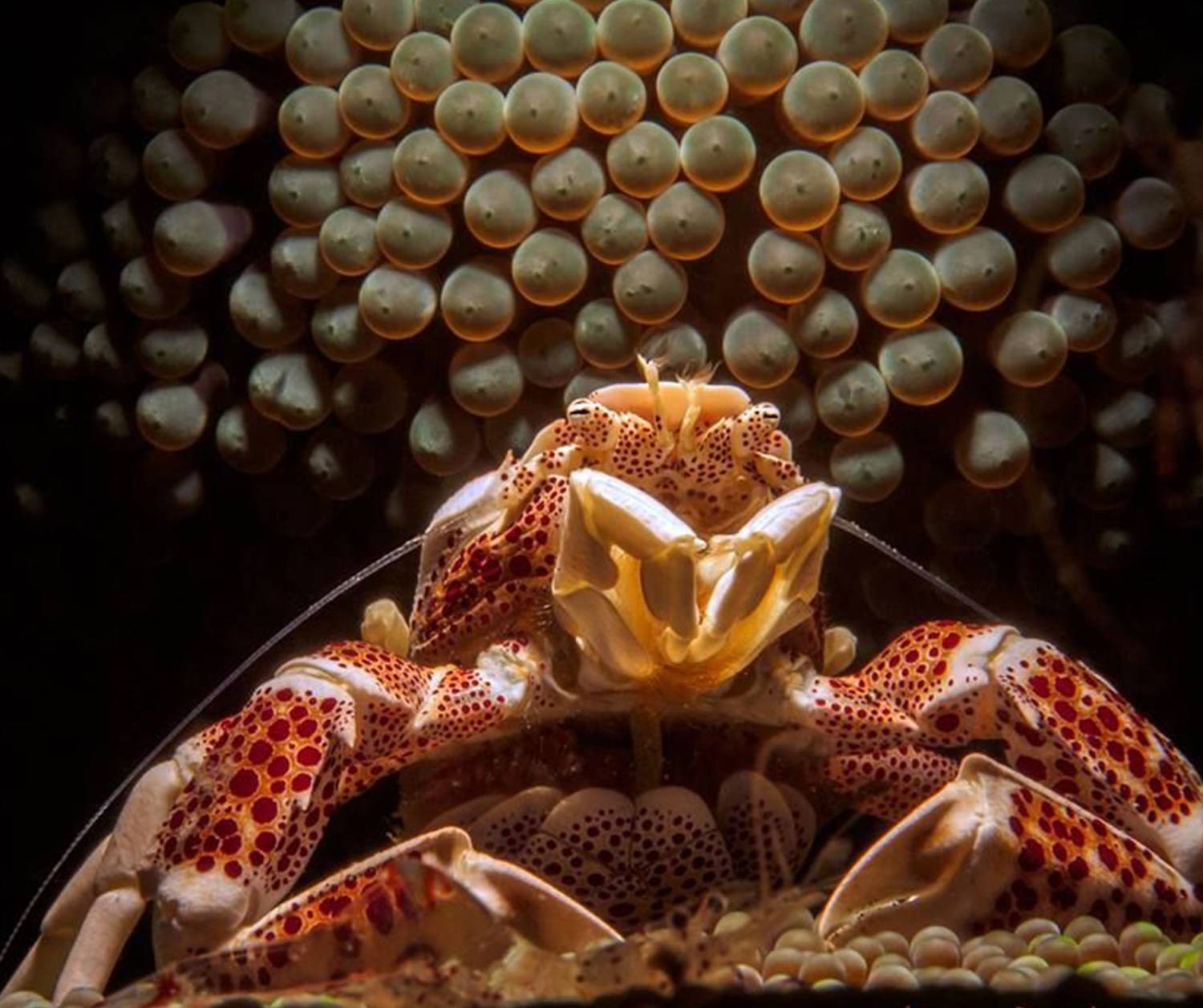 【Indonesia】Bastianos Lembeh Dive Resort 6 days 5 nights diving package