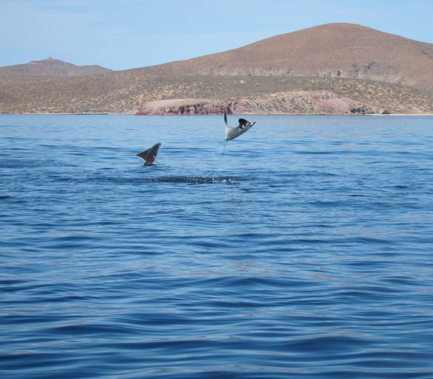 【Mexico】Sea of Cortezs Liveaboard M/V Valentina