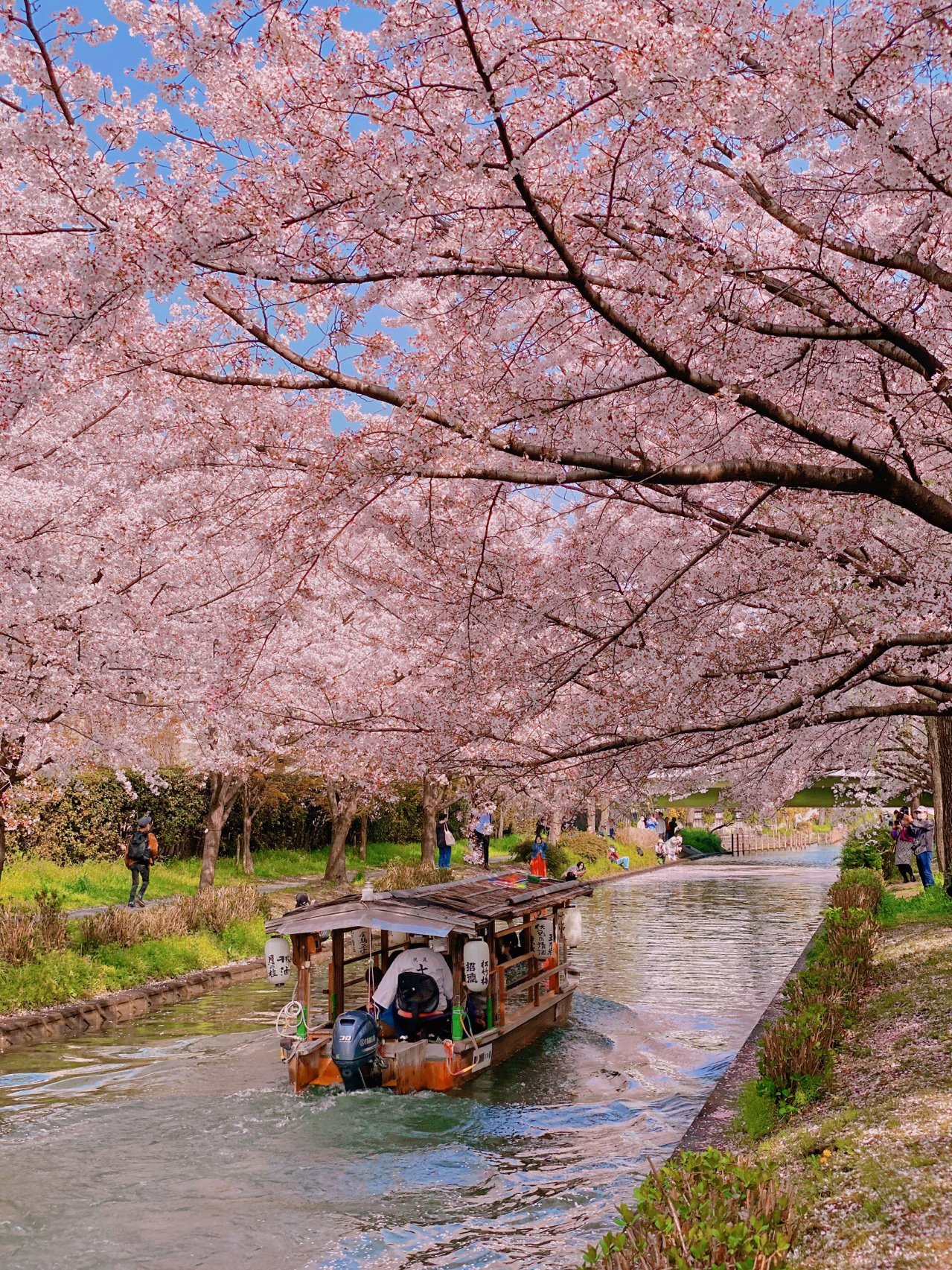 【Private Charter】Osaka 10-Hour Customized Cherry Blossom Viewing and Fruit Picking Tour to Kobe/Nara with Chinese-speaking Driver (7/10 Passenger Vehicle)