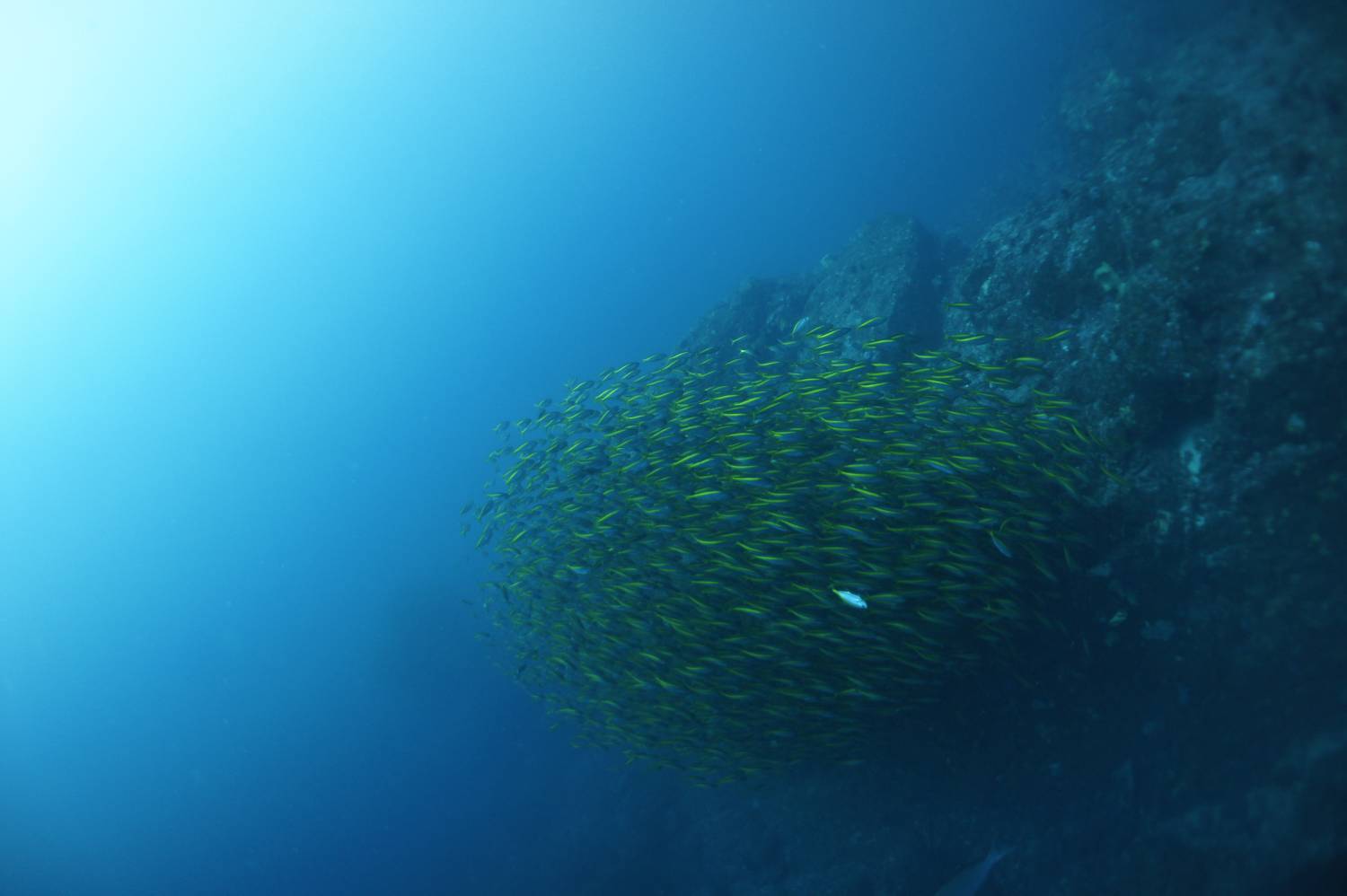 【伊豆】雲見 / 神子元島 與鎚頭鯊共游4日3夜日本潛水自由行套票